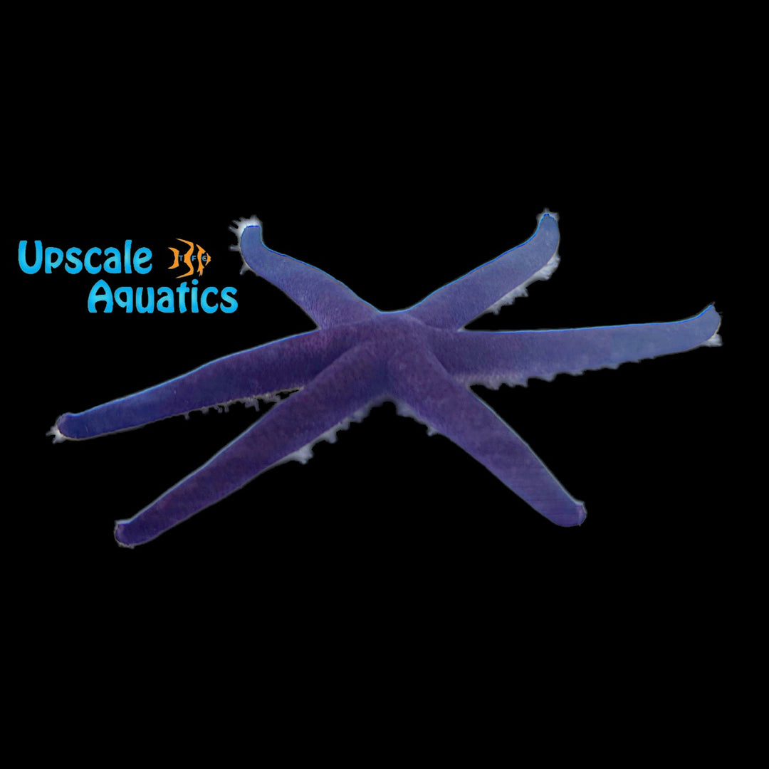 Purple Linckia Starfish (Linckia sp.)