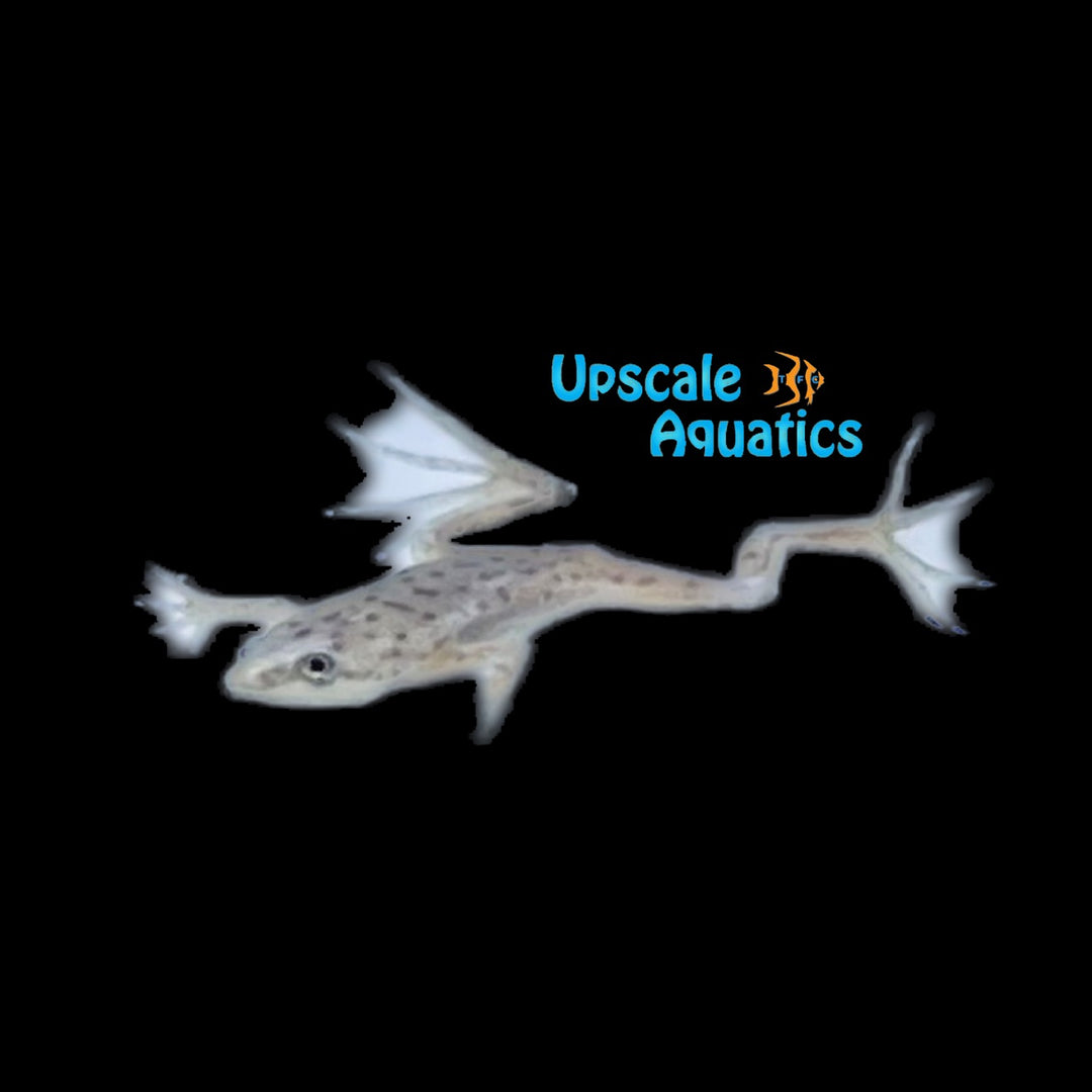 Blonde African Dwarf Frog (Hymenochirus curtipes)