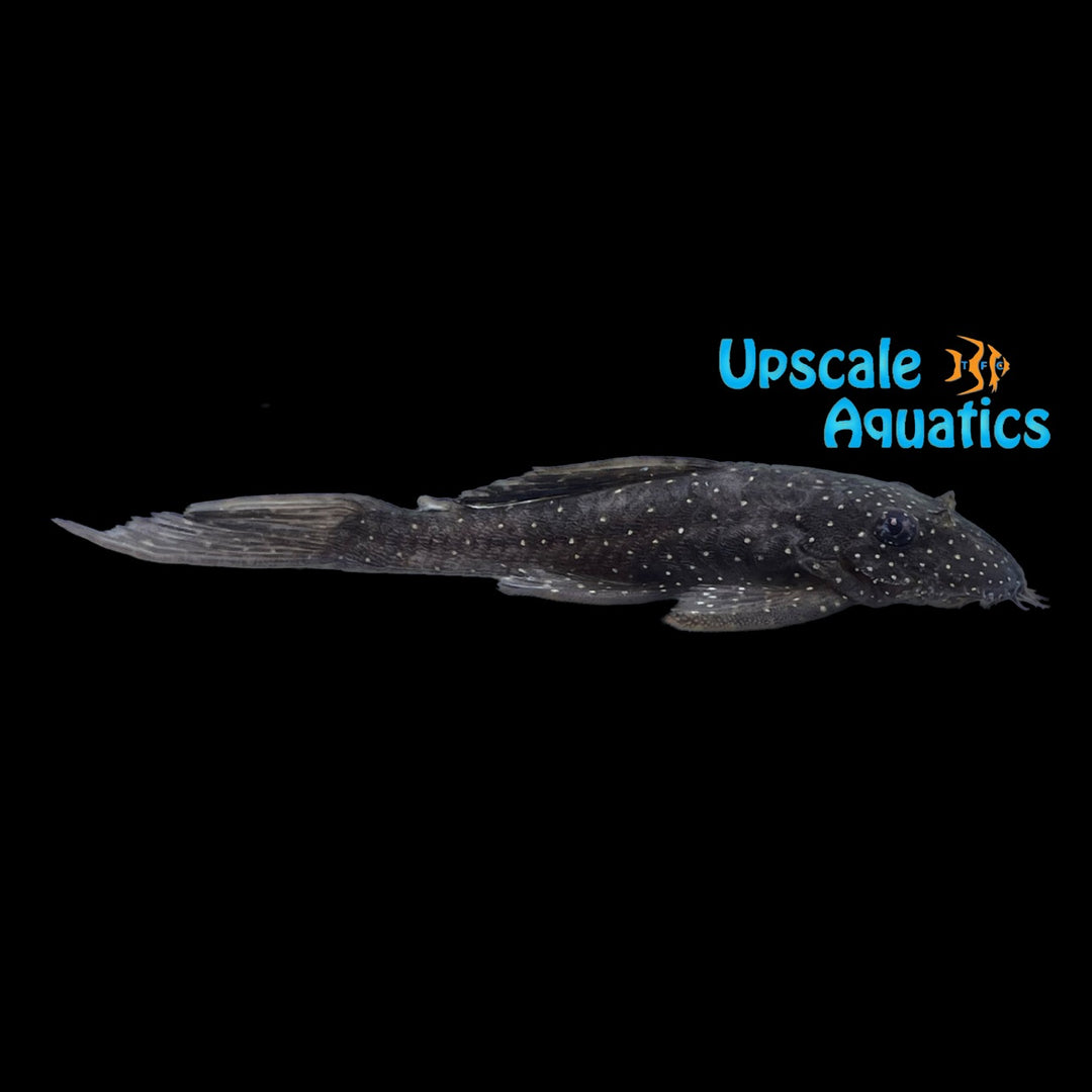 White Spotted Bristlenose Pleco L180 (Ancistrus sp. L180)