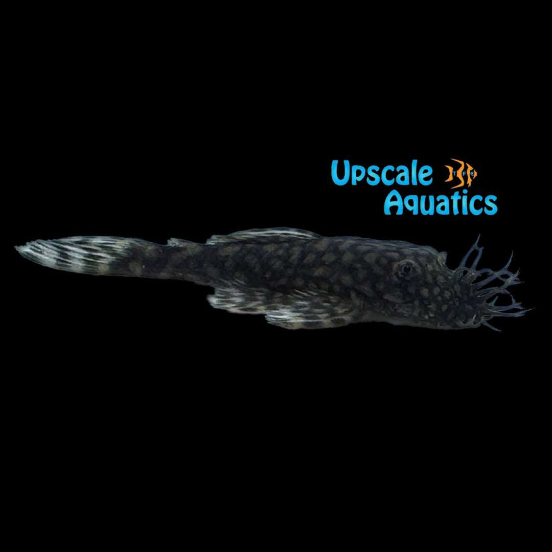 Wabenmuster Bristlenose Pleco (Ancistrus sp. wabenmuster)