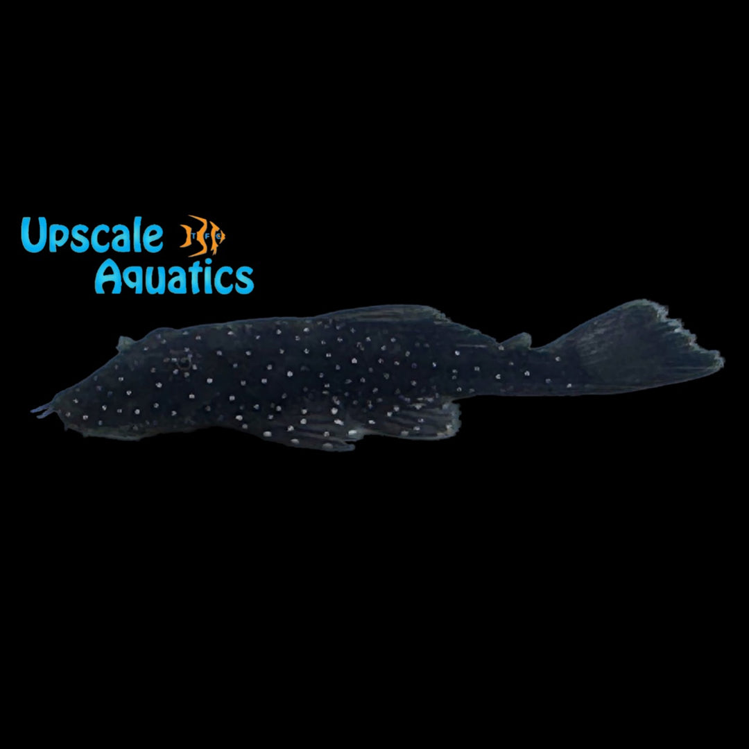 Peppermint Bristlenose Pleco L181 (Ancistrus sp.)