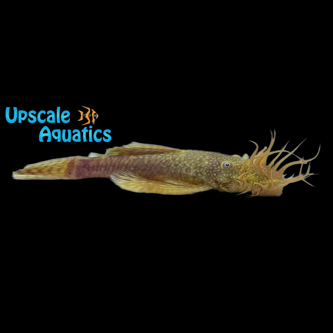 Golden Albino Bristlenose Pleco (Ancistrus sp.)