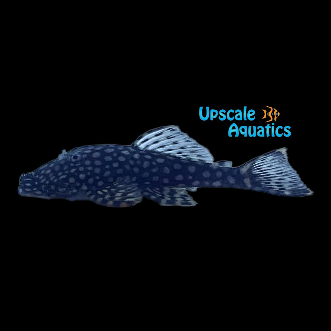 Blotched Bristlenose Pleco L309 (Ancistrus sp. L309)