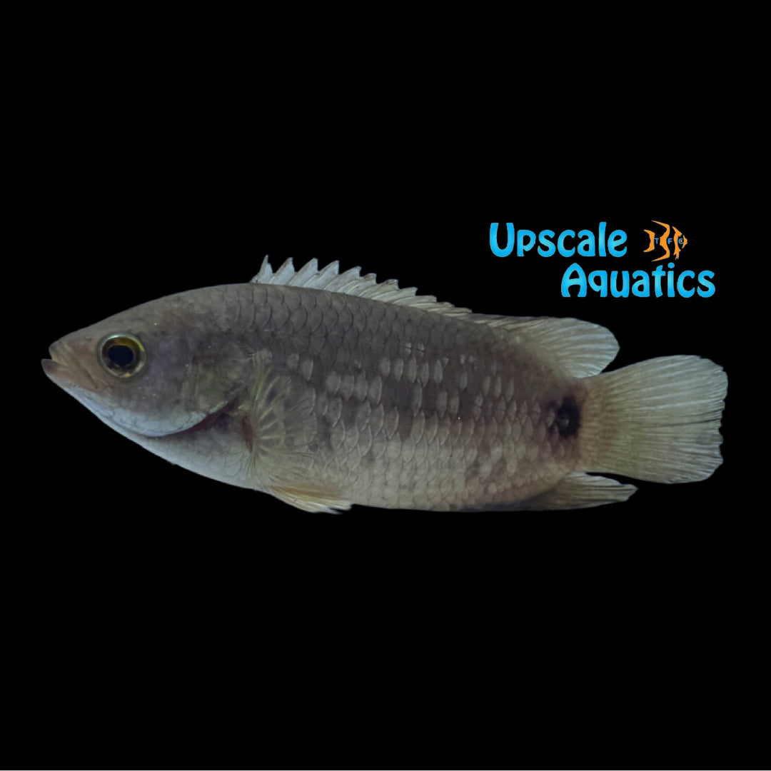 Petherich's Ctenopoma (Ctenopoma petherici)