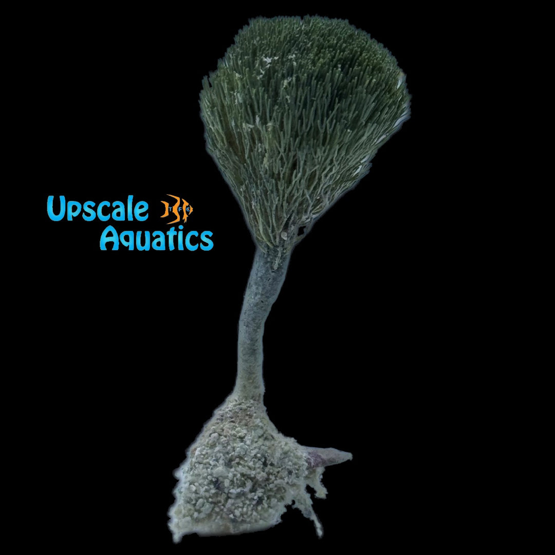 Pom Pom Rooted Macroalgae (Penicillus capitatus)