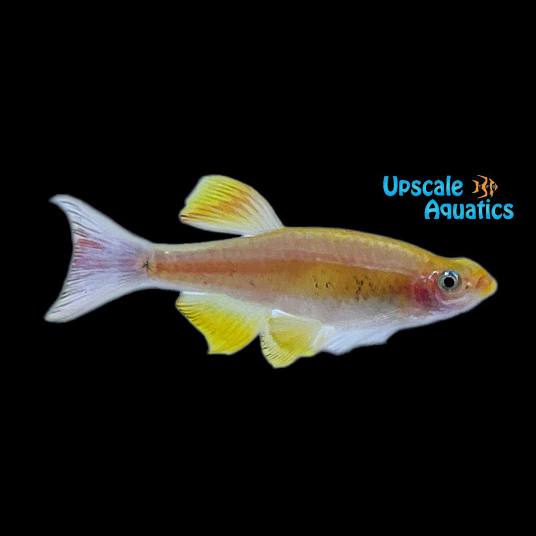 Longfin Golden White Cloud Danio (Tanichthys albonubes golden longfin)