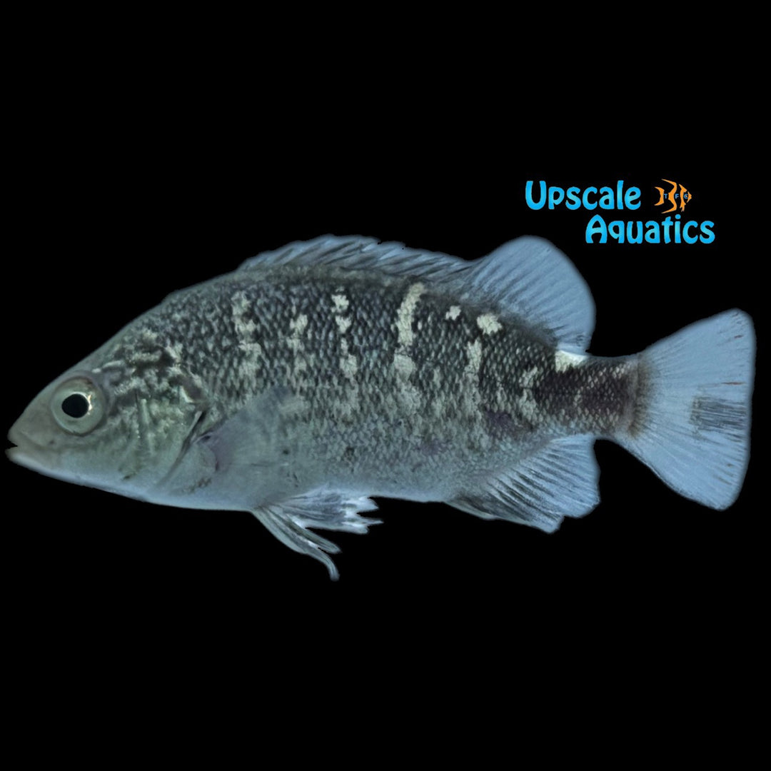 Mountain Grunter (Hephaestus habbemai)