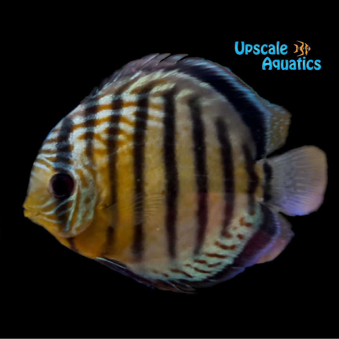 Semi Royal Green Tefe Discus - Wild (Symphysodon aequifasciata)