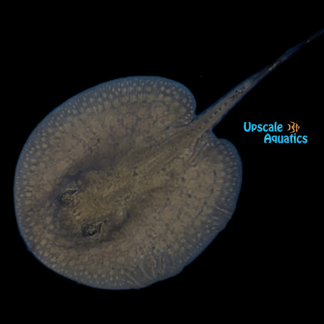 Orbignyi Stingray (Potamotrygon orbignyi)