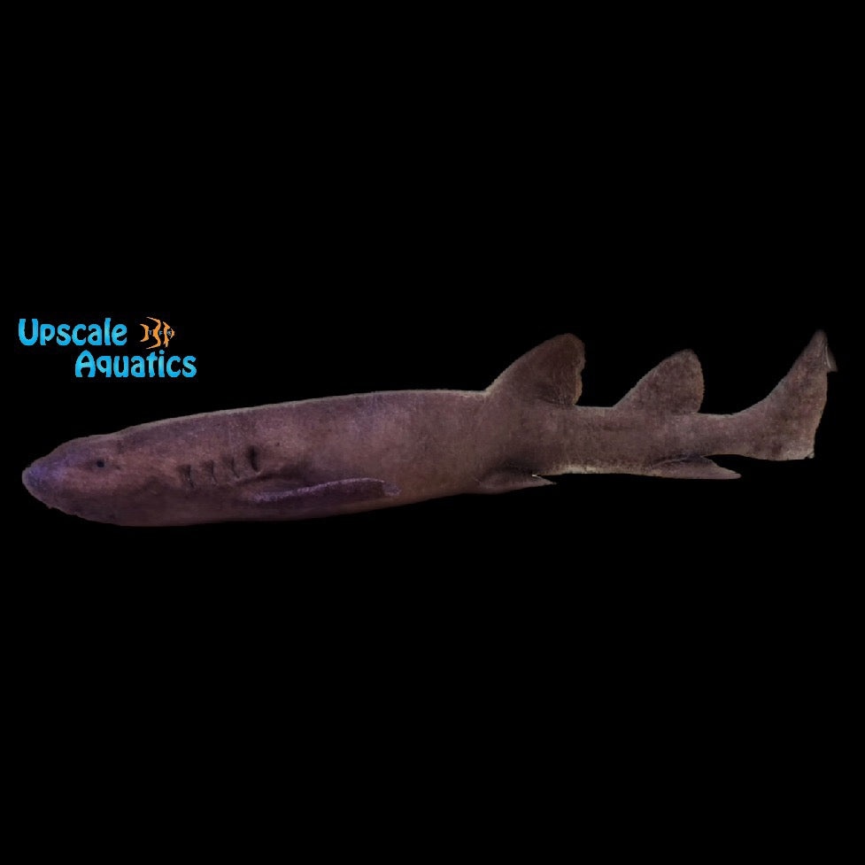 Short Tail Nurse Shark (Pseudoginglymostoma brevicaudatum)
