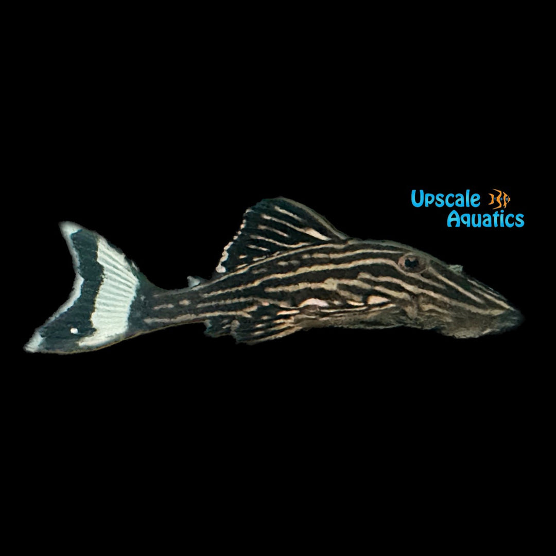 Thunder Line Royal Pleco L027 (Panaque armbrusteri 'Rio Tapajos' L027)