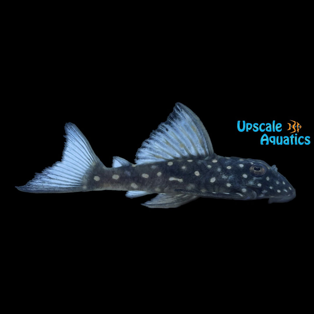Black Phantasm Pleco L501 (Hypancistrus sp.)