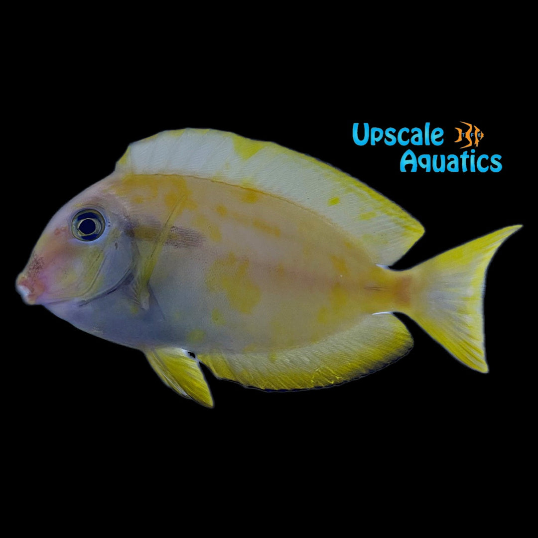 Aberrant Orange Shoulder Tang (Acanthurus olivaceus var.)