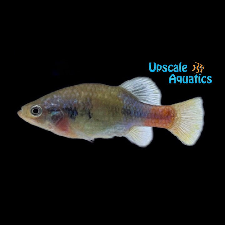 San Marcos Redtail Goodeid (Xenotoca eiseni 'San Marcos')