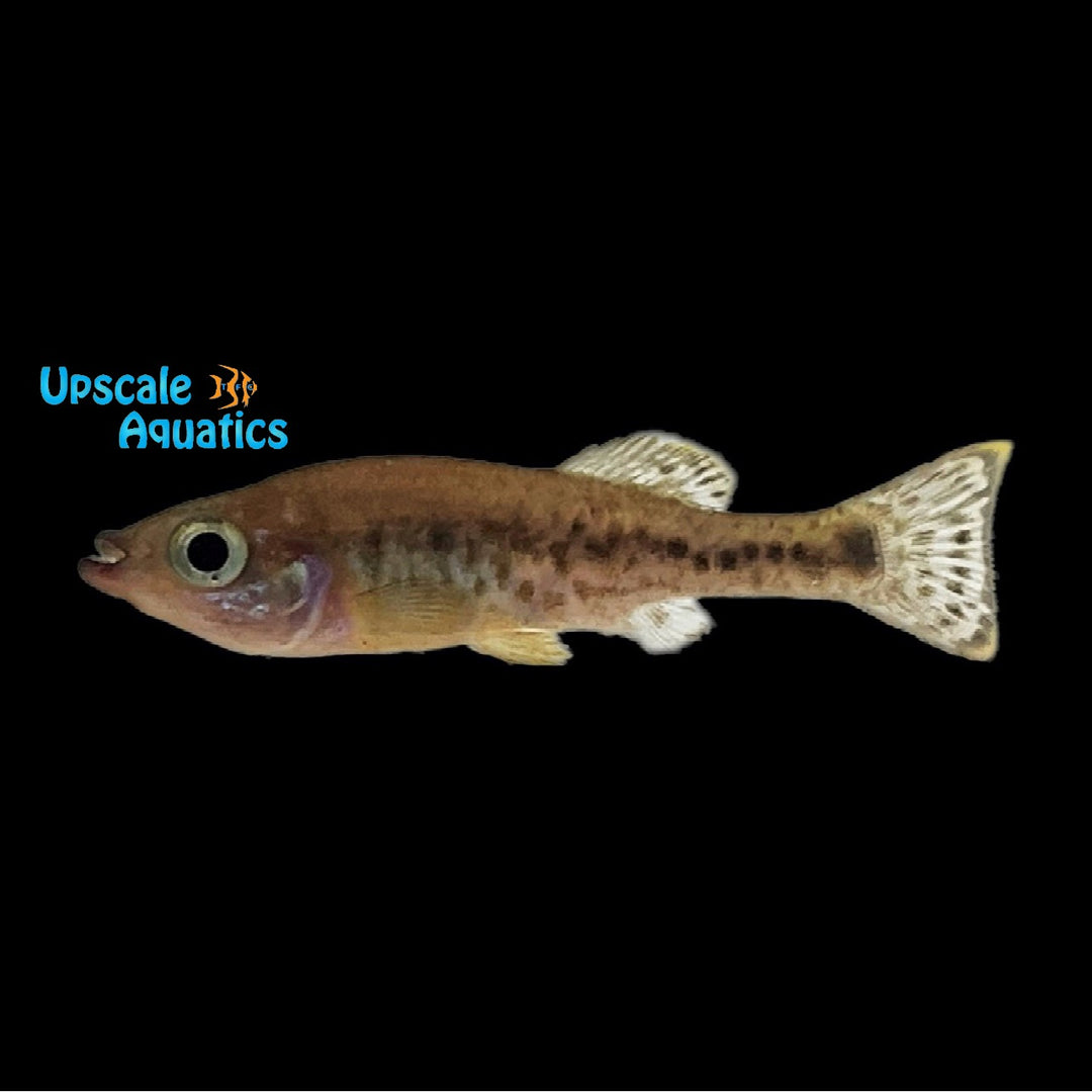 Limones Splitfin Goodeid (Llyodon xantusi)
