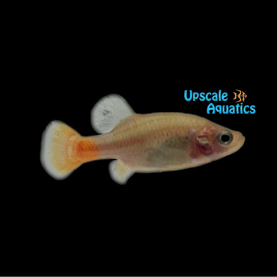 Red Tail Goodeid (Xenotoca eiseni)