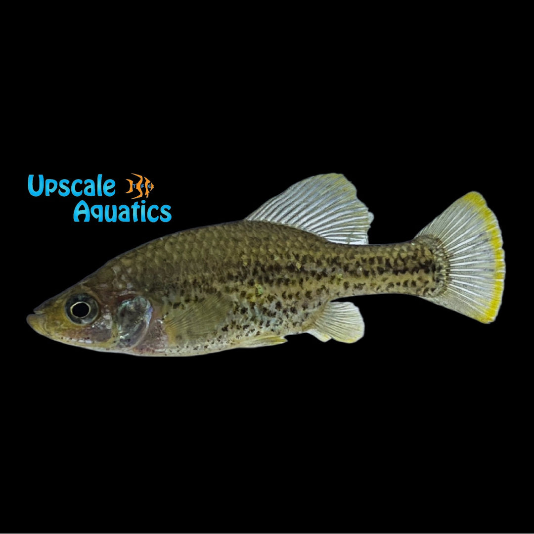 Polka Dot Splitfin Goodeid (Chapalichthys pardalis)