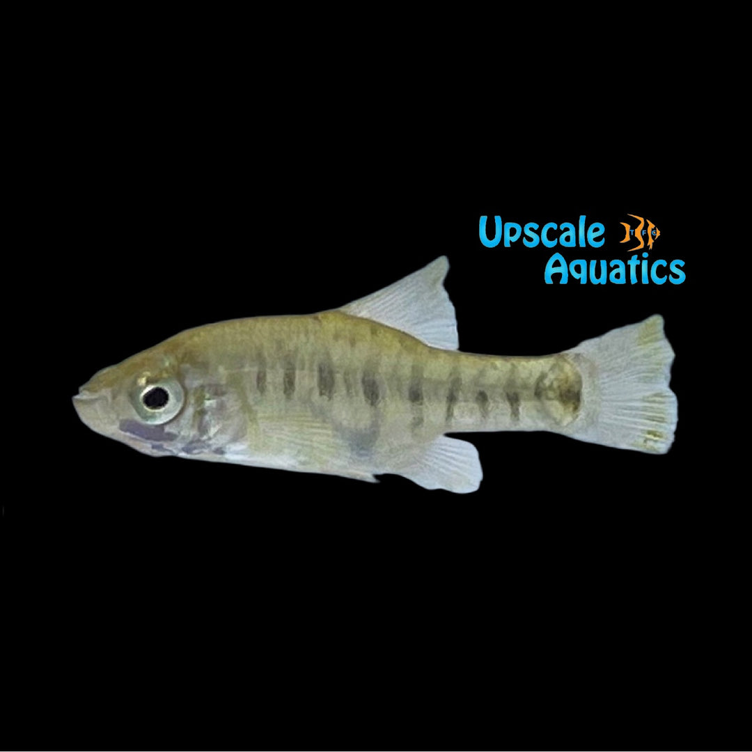 San Juanico Splitfin Goodeid (Chapalichthys peraticus)