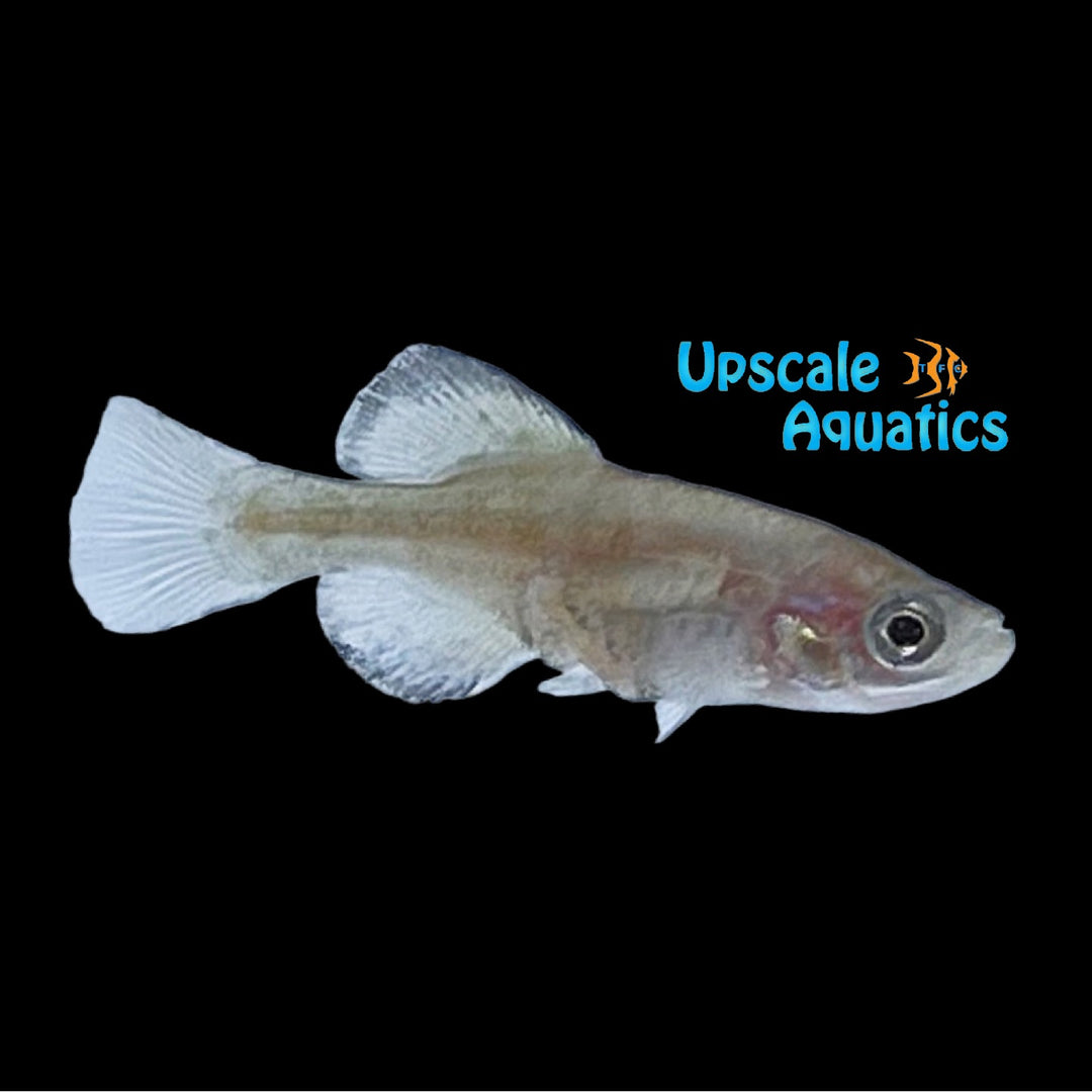 Chapultepec Splitfin Goodeid (Girardinichthys viviparus)