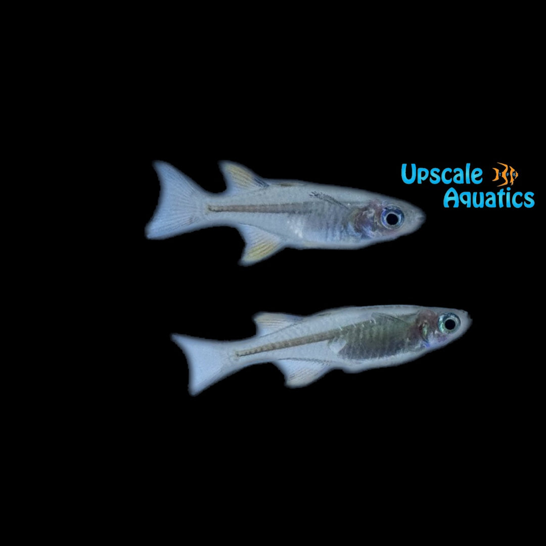 Pacific Blue Eye Rainbowfish (Pseudomugil signifer)