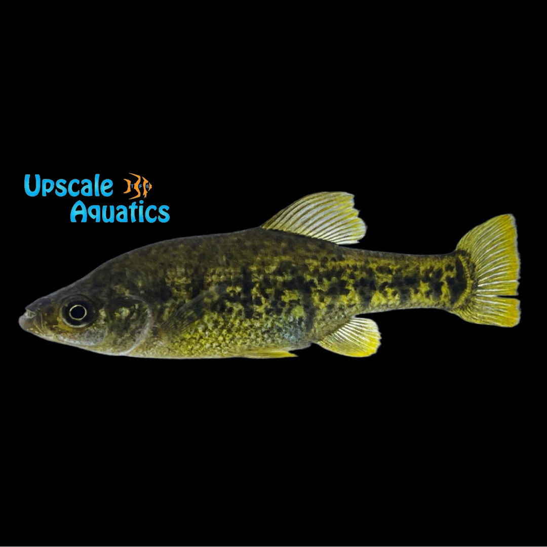 Barred Splitfin Goodeid (Chapalichthys encaustus)