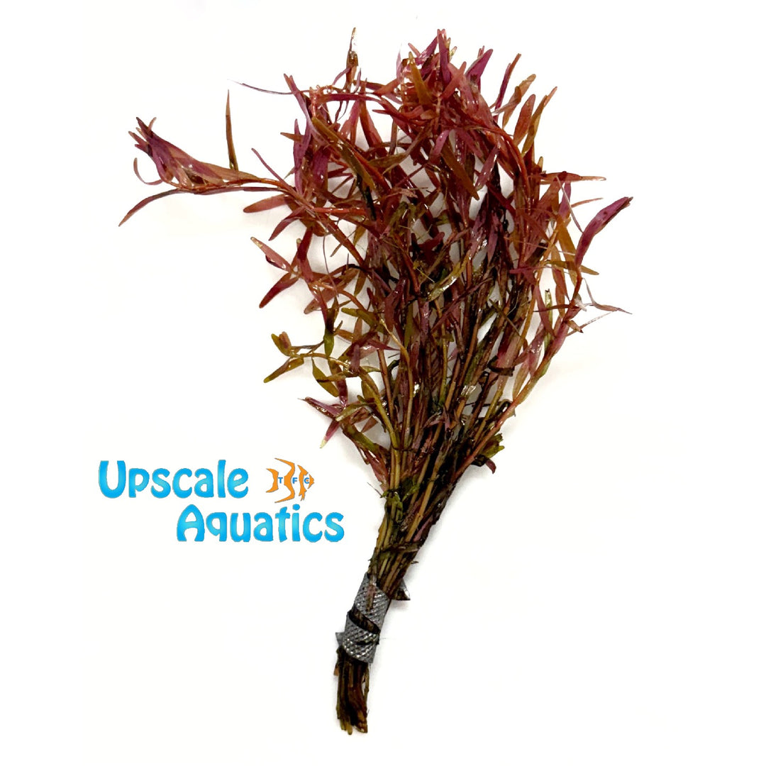 Rotala Magenta (Rotala macranda 'narrow leaf')