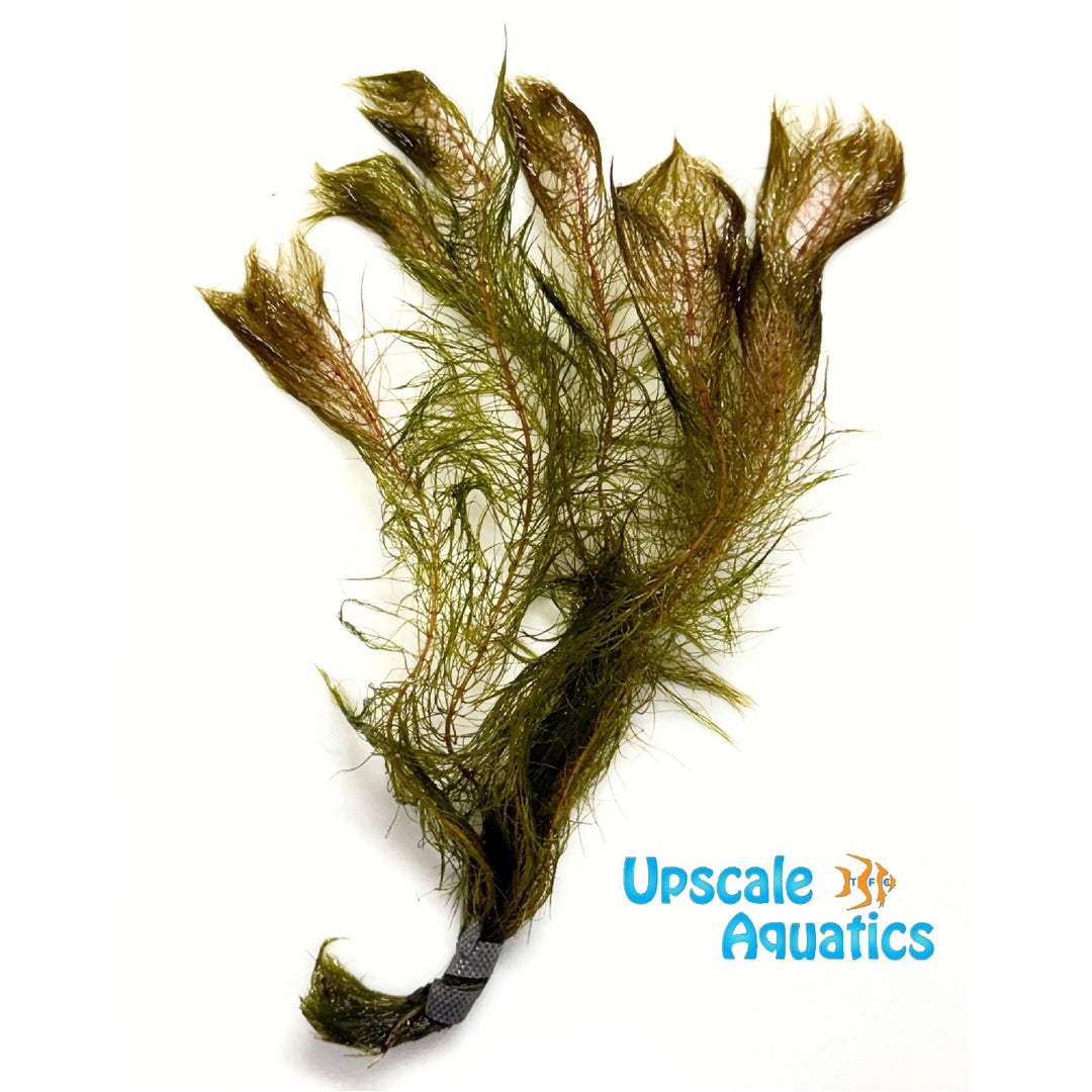 Myriophyllum Heterophyllum