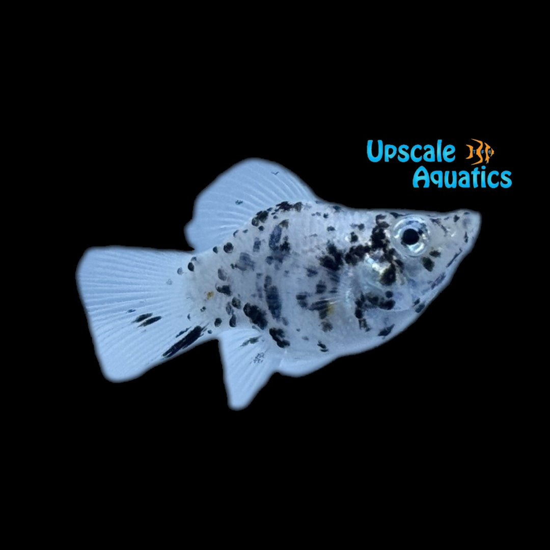 Dalmatian Balloon Molly (Poecilia velifera)