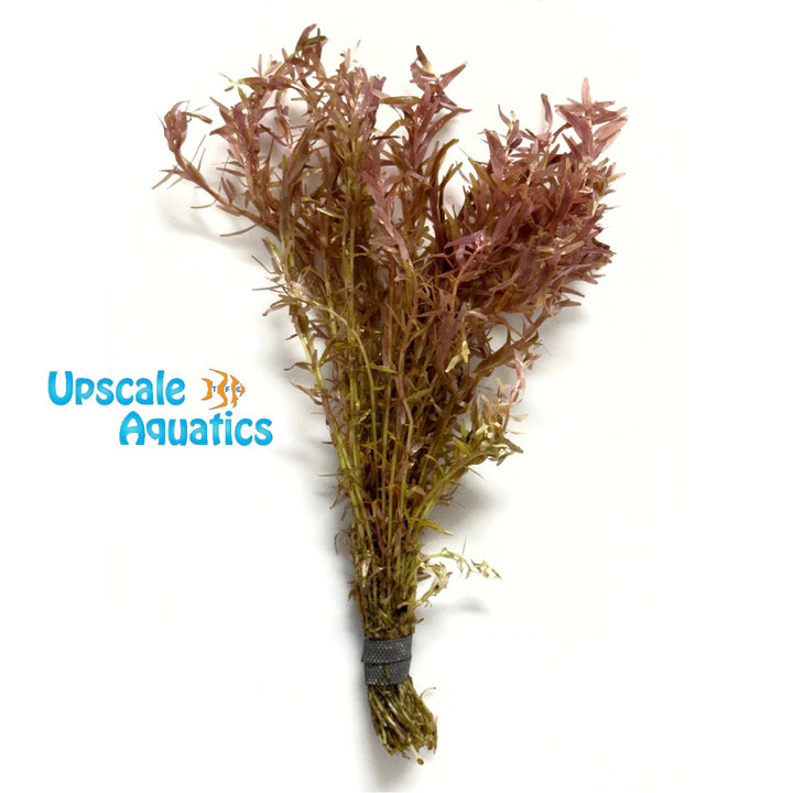 Rotala Indica