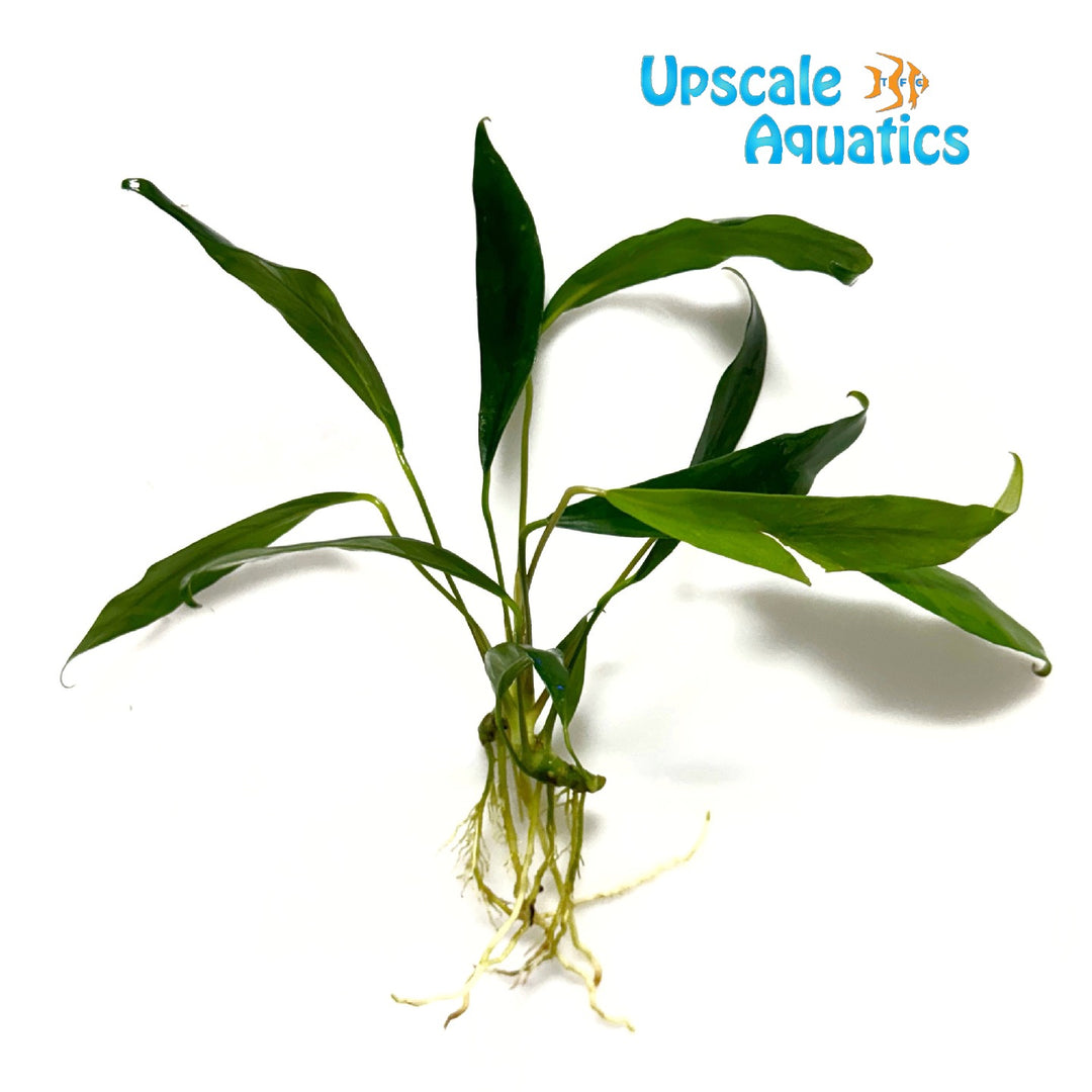 Afzelii Anubias (Anubias afzelii)