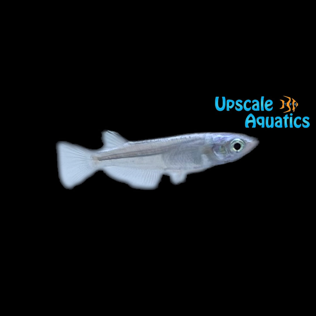 Platinum White Japanese Ricefish (Oryzias latipes)