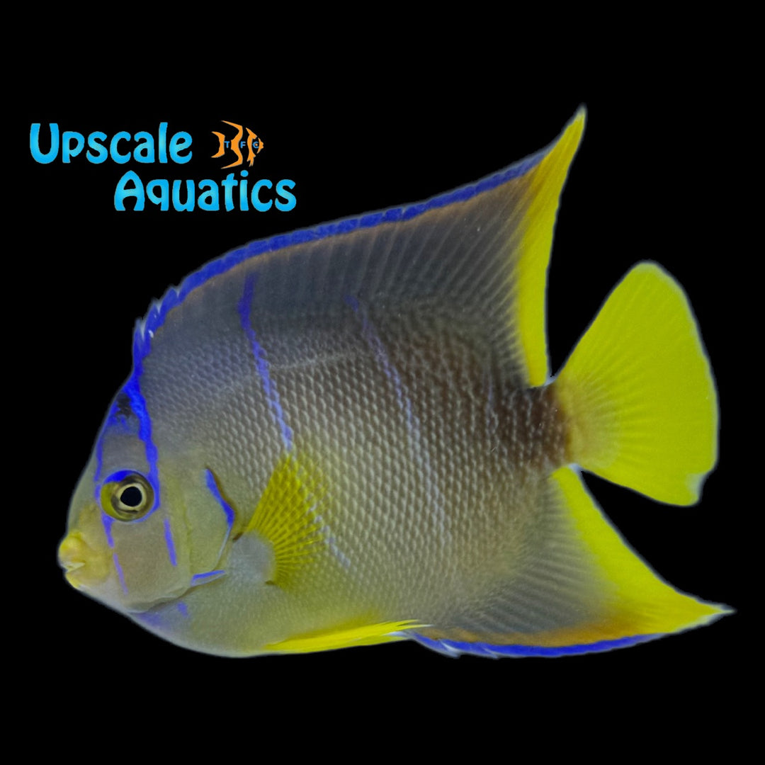 Blue Angelfish - Transitioning (Holacanthus bermudensis)