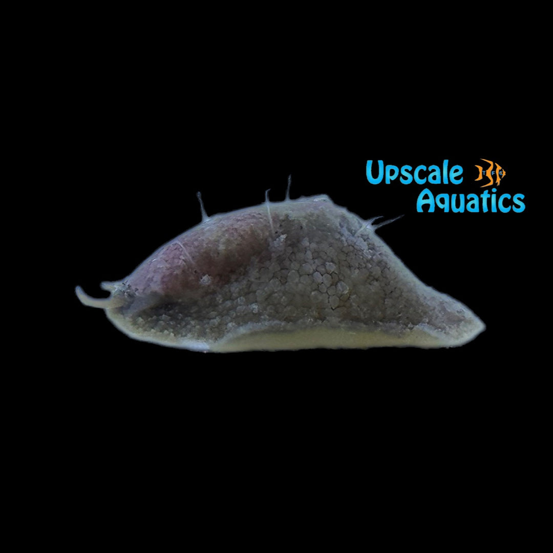 Stomatella Snail (Stomatella planulata)
