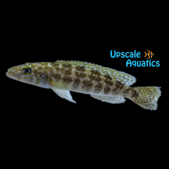 Lepidiolamprologus Kendalli