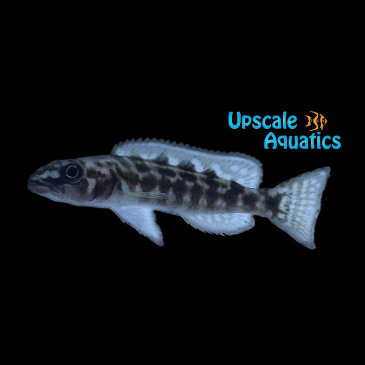 Lepidiolamprologus Kendalli