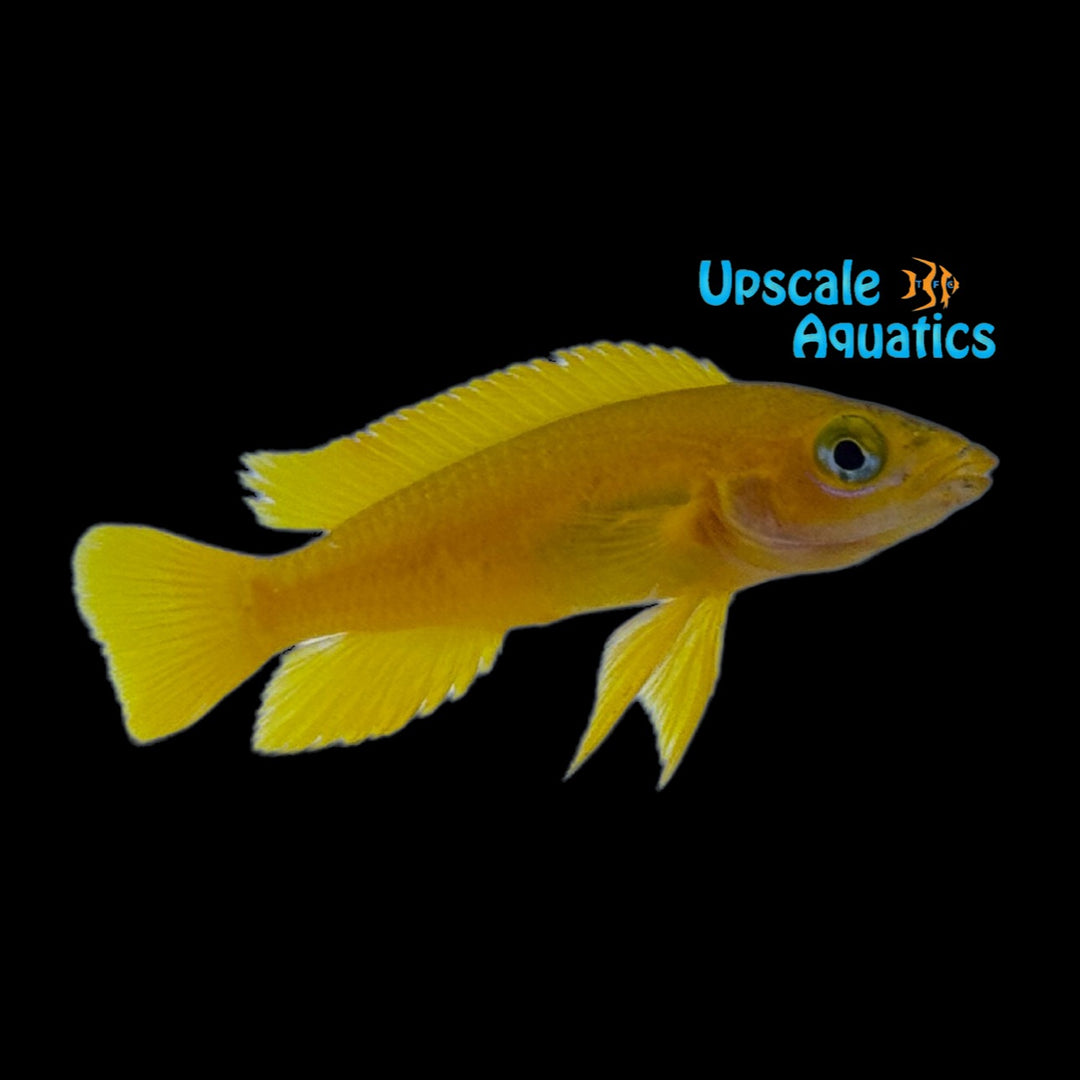 Neolamprologus Leleupi 'Kitumba'
