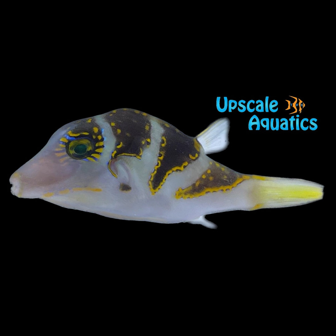 Hawaiian Crown Toby Puffer (Canthigaster coronata)