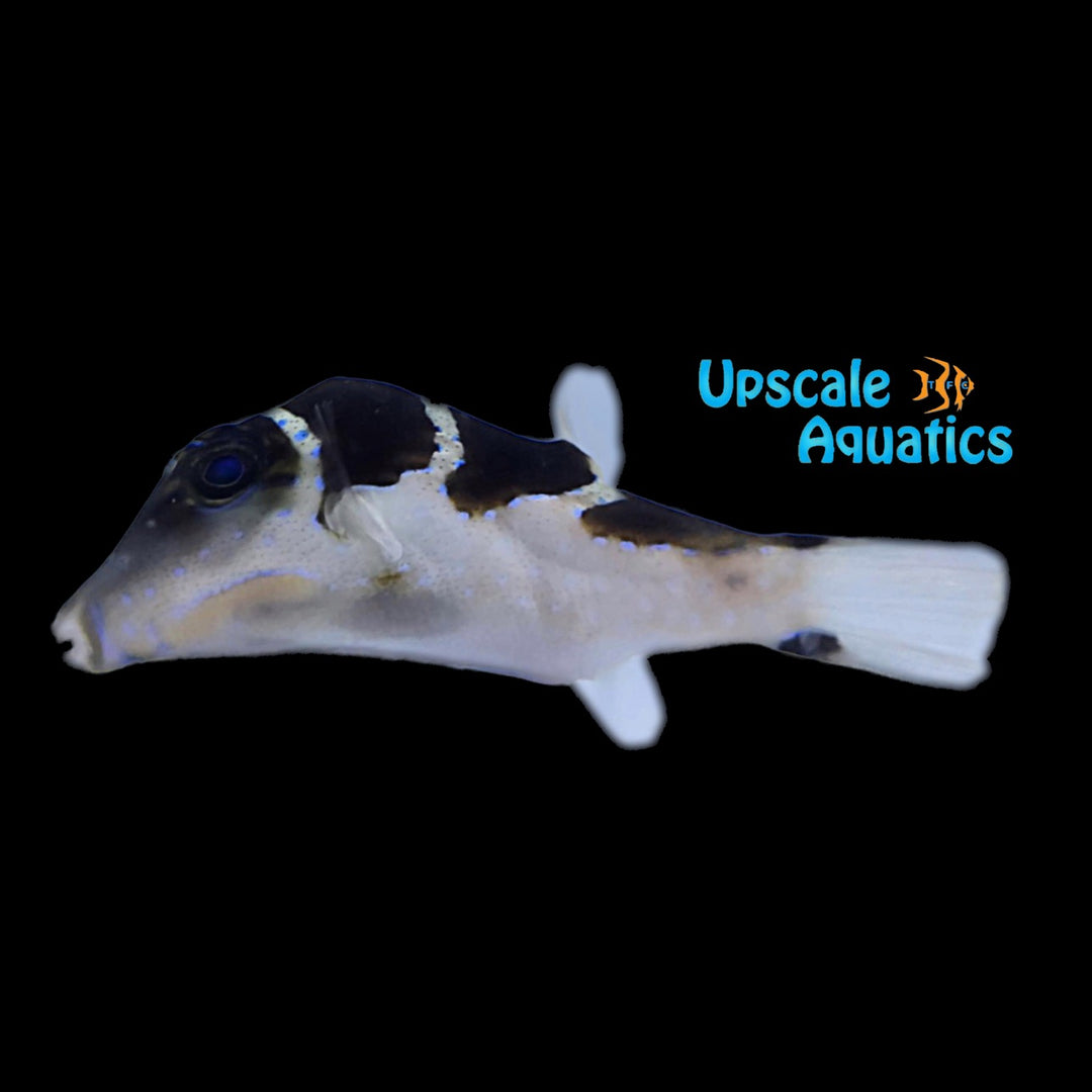 African Crown Toby Puffer (Canthigaster cyanospilota)