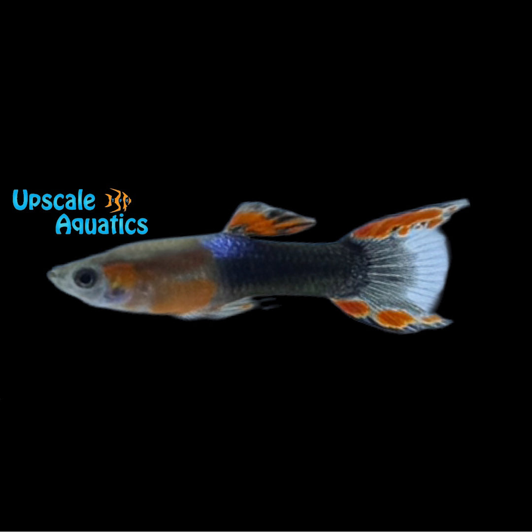 Black Flame Endler's Livebearer (Poecilia wingei)