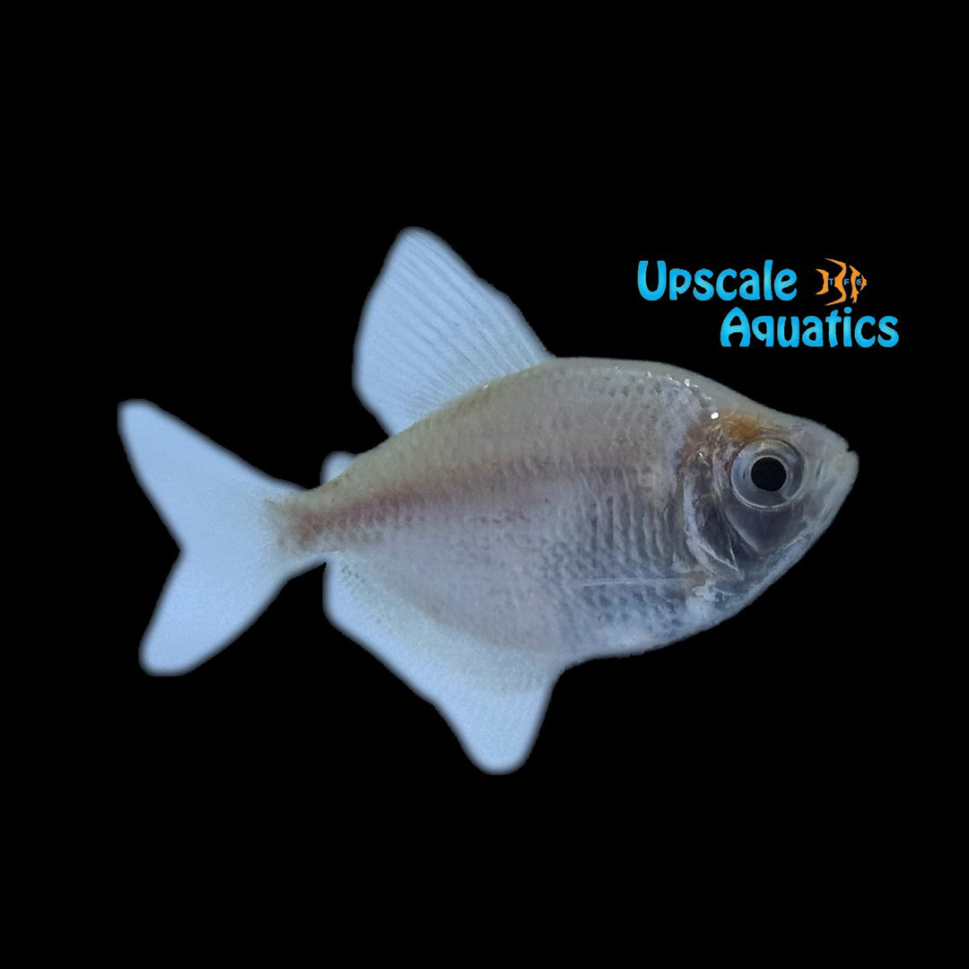 White Skirt Tetra (Gymnocorymbus ternetzi)