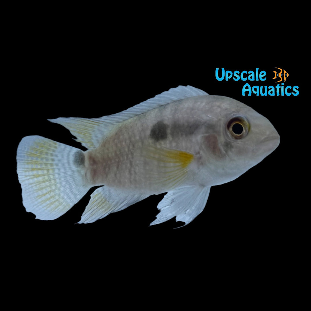 Amazon Cichlid (Cichlasoma amazonarum)