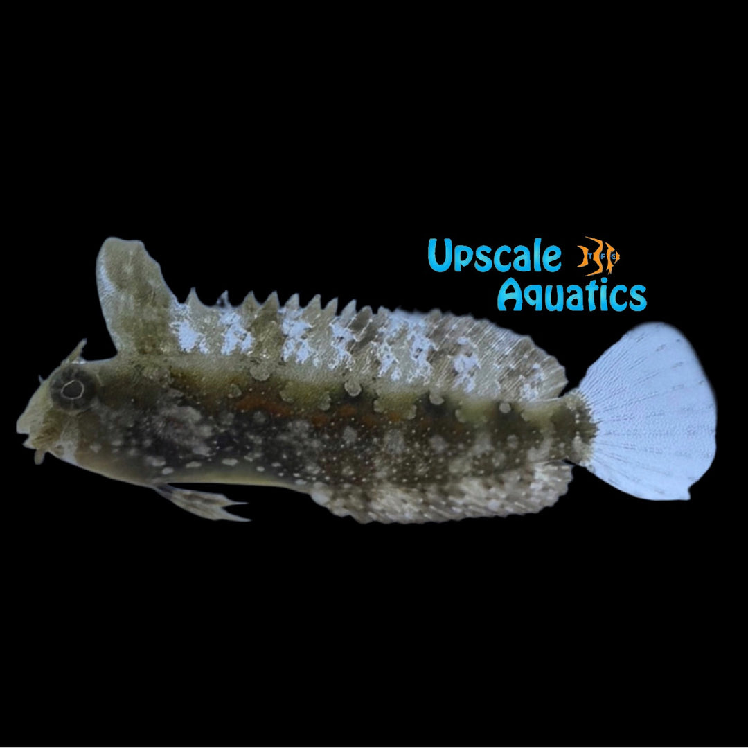 Floral Blenny (Petroscirtes mitratus)