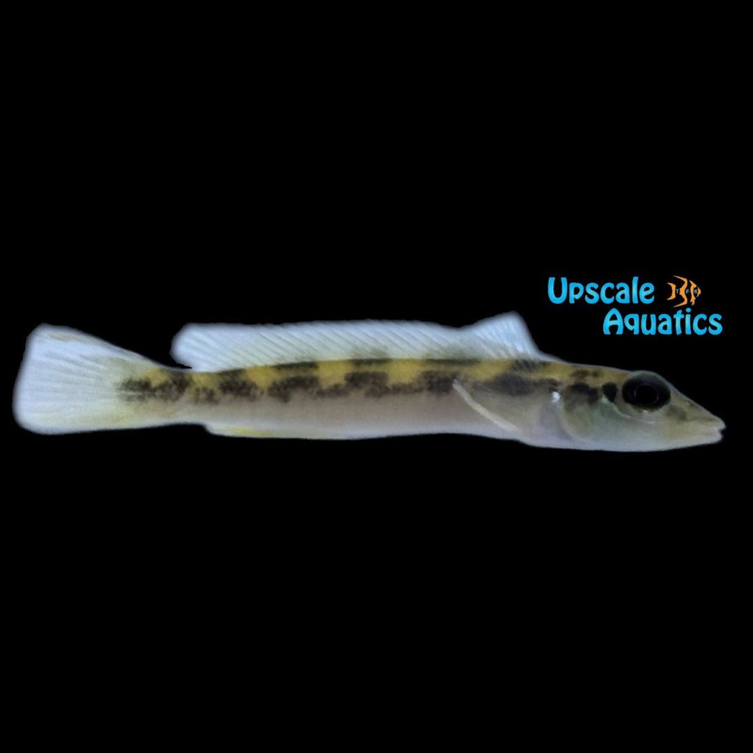 Teleocichla Cinderella