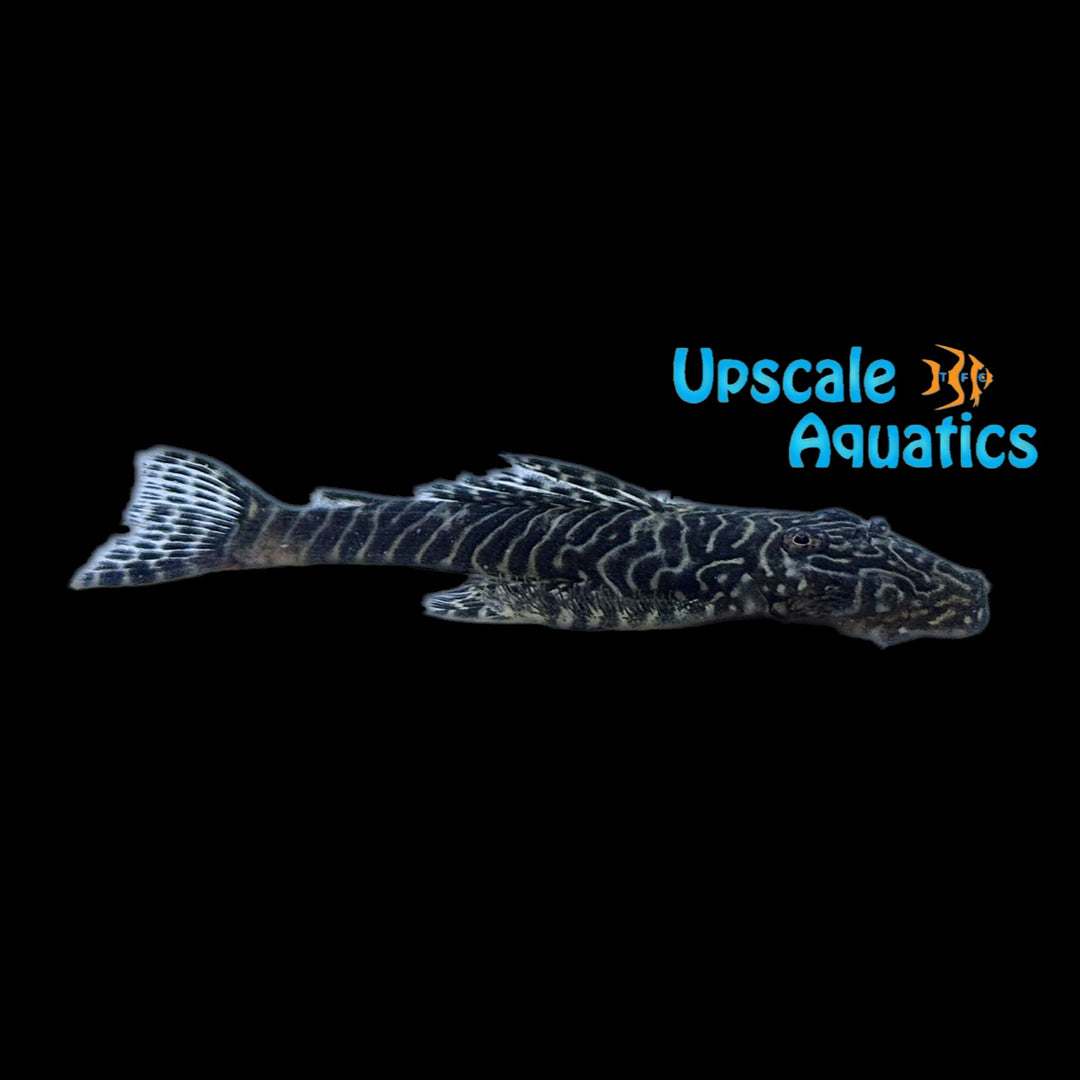 Tiger Stripe Pleco L257 (Pseudolithoxus tigris L257)