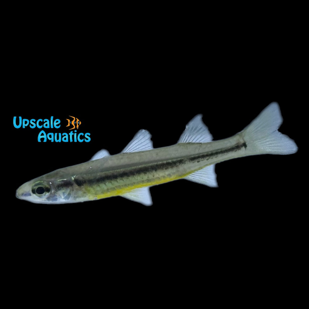 Fly-Specked Hardyhead (Craterocephalus stercusmuscarum)