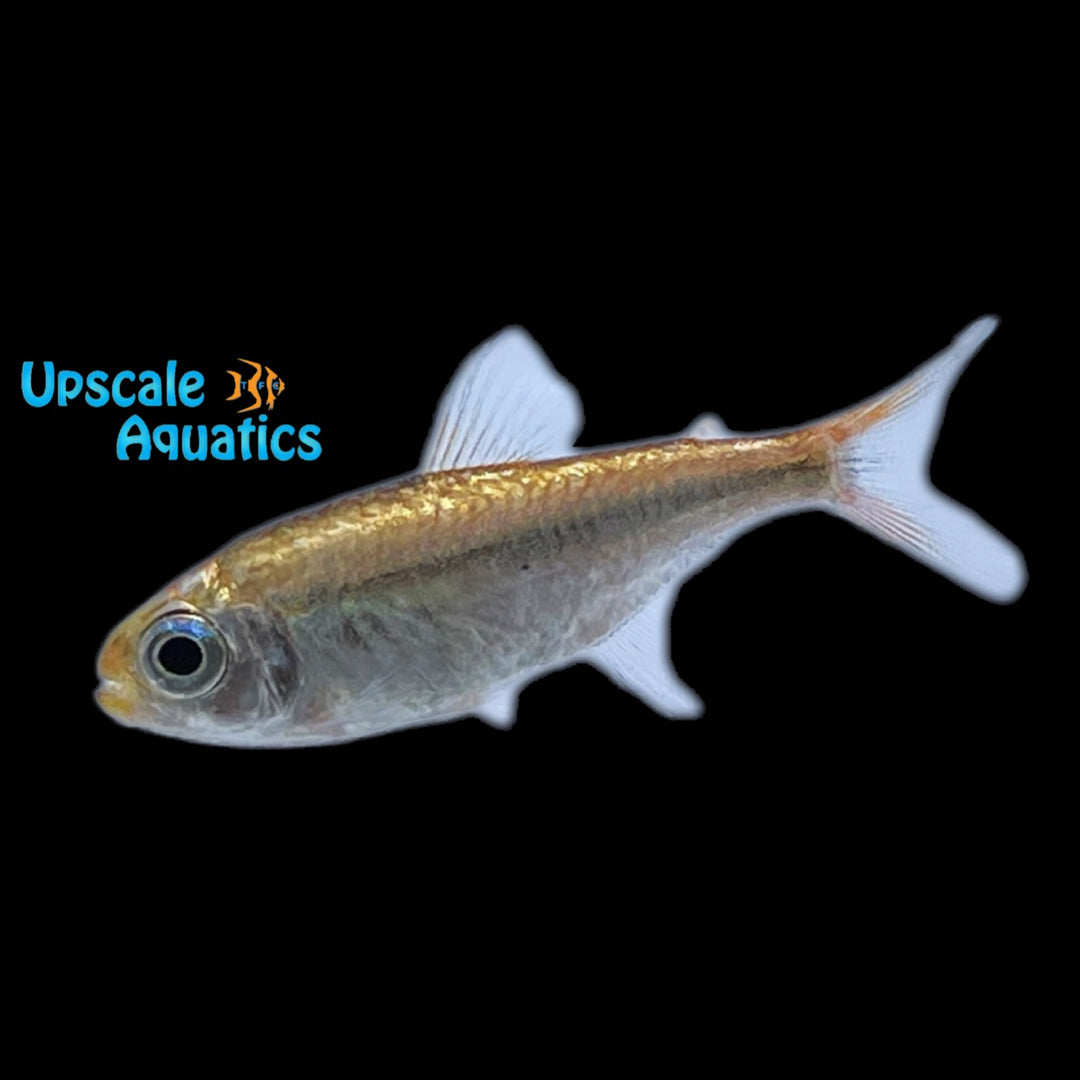 Brazilian Ruby Tetra (Moenkhausia rubra)