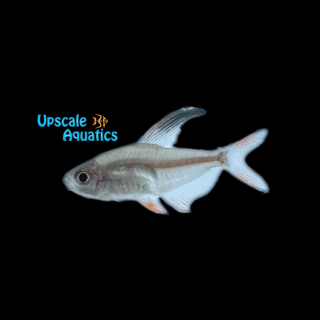 Brazilian Micropterus Tetra (Hyphessobrycon micropterus)