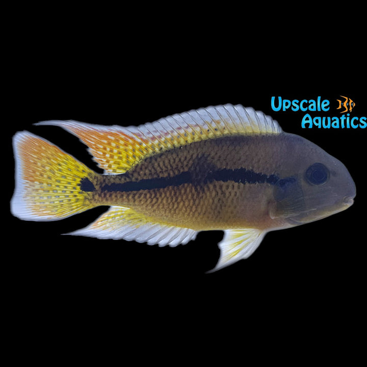 Nicaraguan Cichlid (Hypsophrys nicaraguensis)