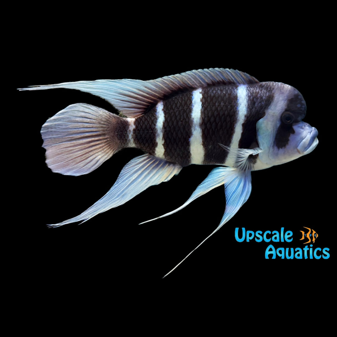 Blue Moba Frontosa (Cyphotilapia gibberosa 'Moba')