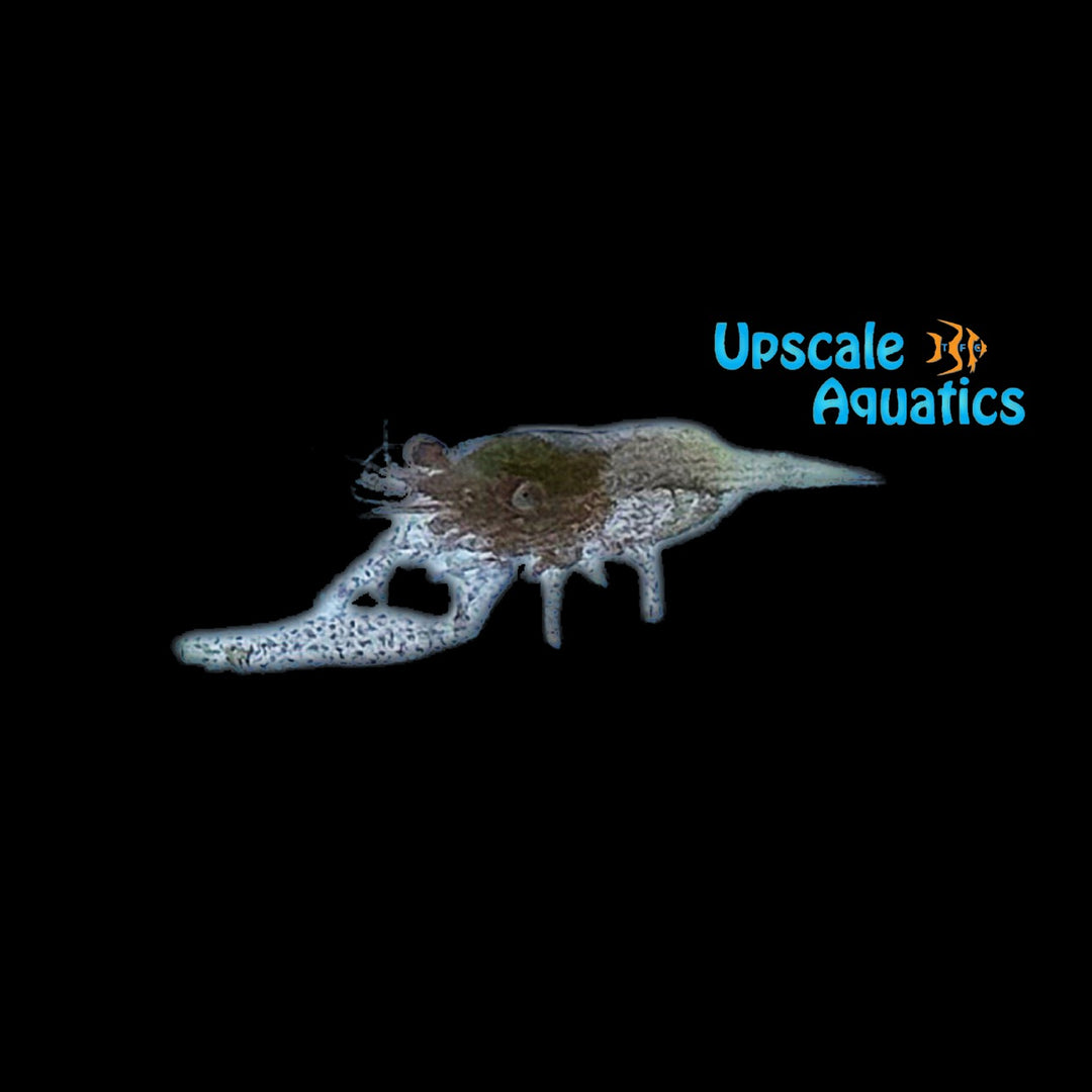 Machine Gun Acro Shrimp (Coralliocaris graminea)